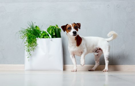 Plants and Other Items that are Harmful to your Dogs