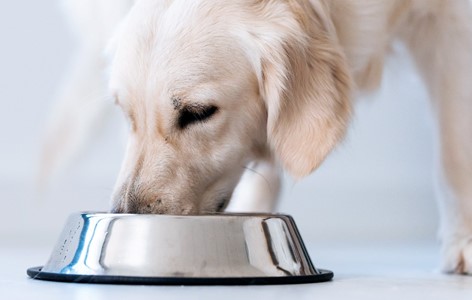 Impact of Food on Dog Behaviour - 12 Months and Beyond