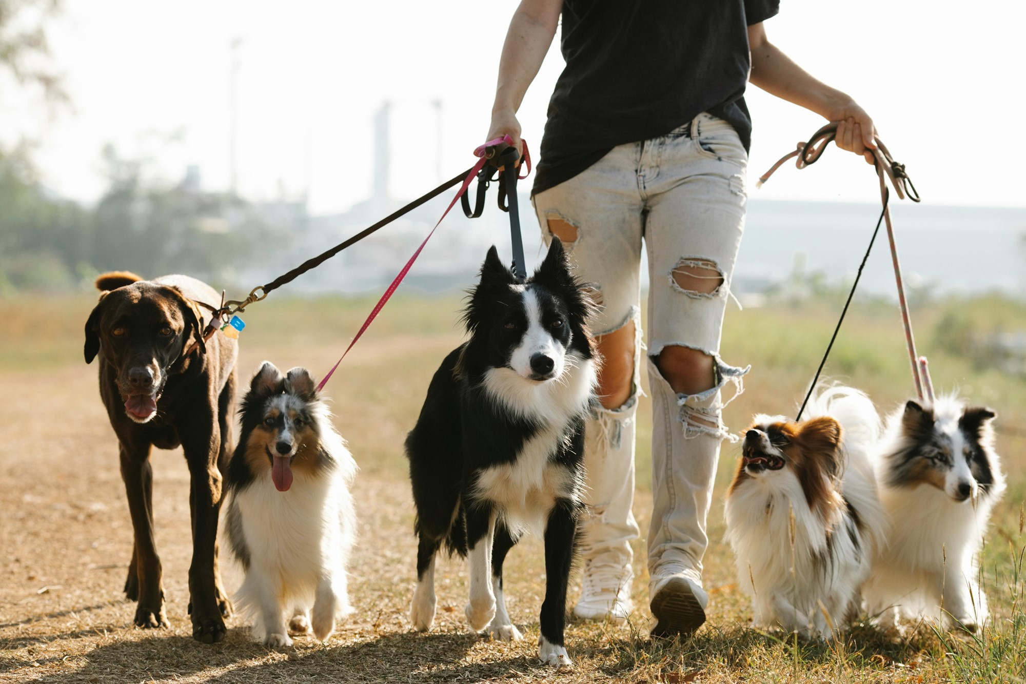 woman walking dogs on leash