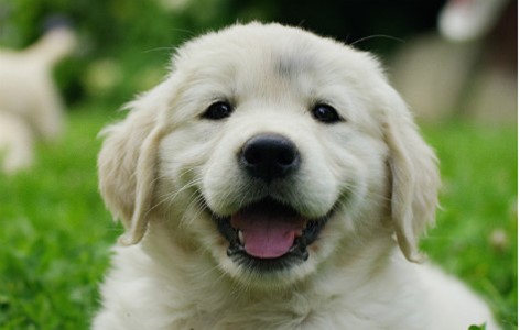 4 Questions to ask before Getting a Puppy