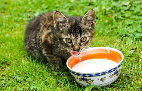 Cat drinking shop dog milk