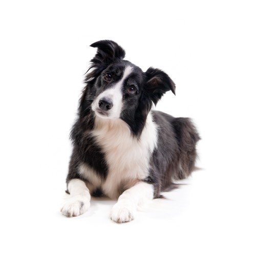 Dog Breed Temperament