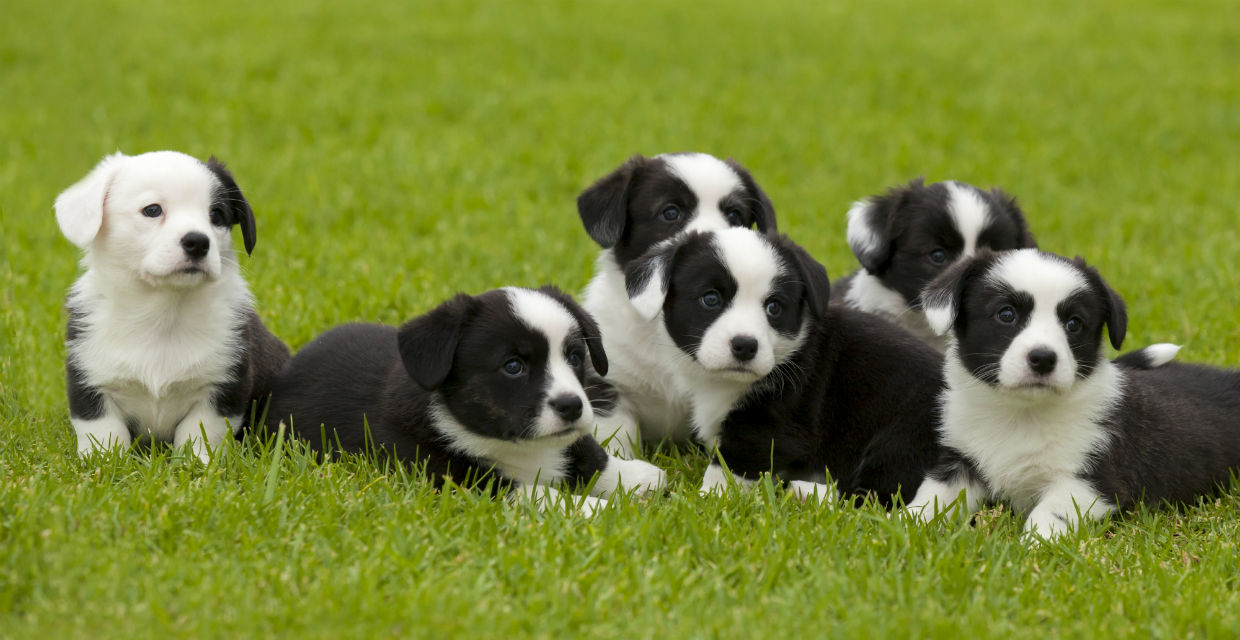 Puppy 0-2 Months - Behavioural Milestones