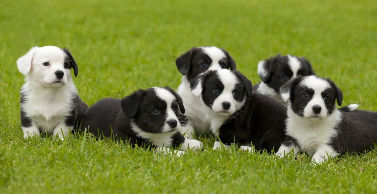 Puppy 0-2 Months - Behavioural Milestones