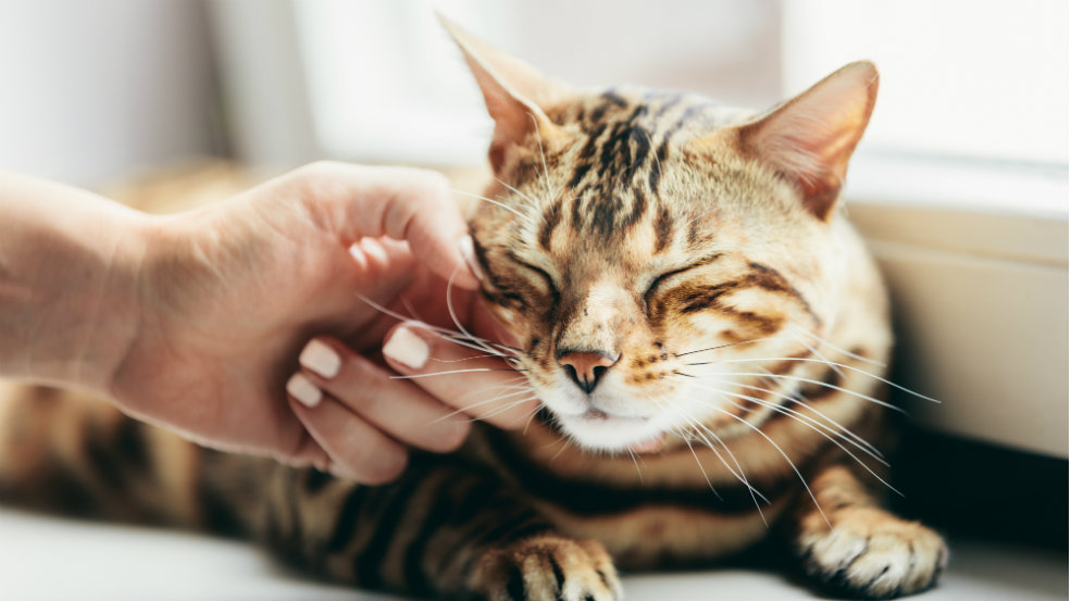 Clicker Training for Your Cat