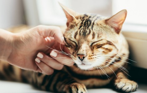 Clicker Training for Your Cat