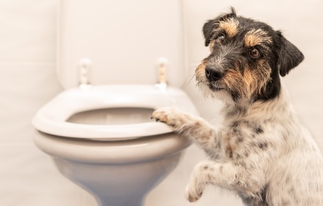 Poo Happens. Including Dogs.