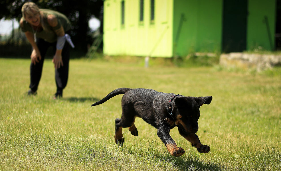 Toys, treats and tummy rubs: Training incentives for your dog