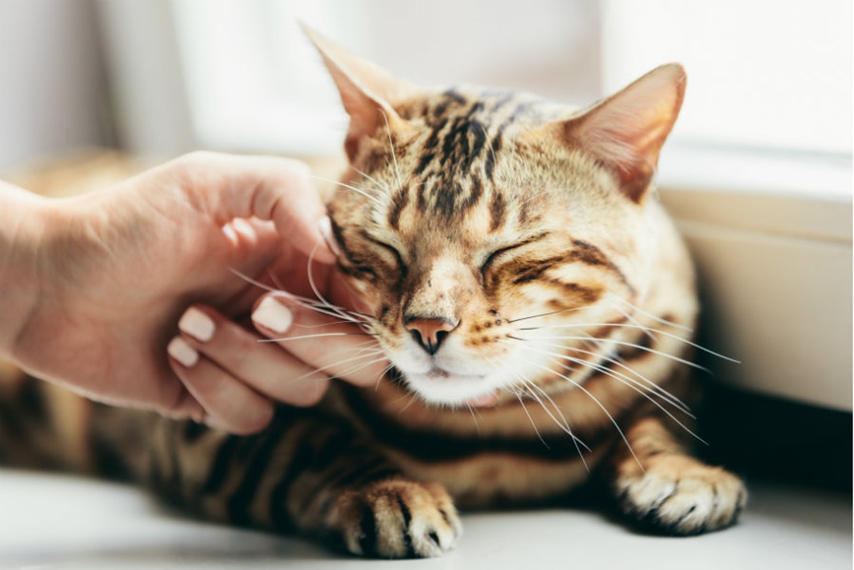 Clicker Training for Your Cat