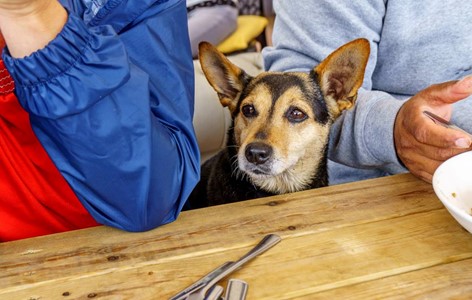 Is it safe to feed my dog table scraps?