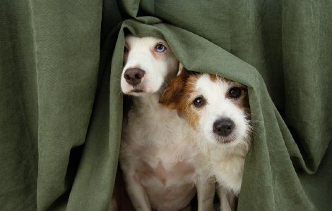 How to Help a Dog that is Scared of Thunder