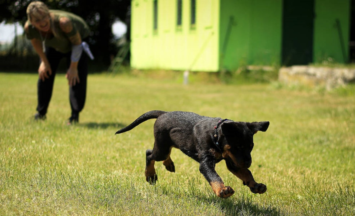 What are puppy classes?