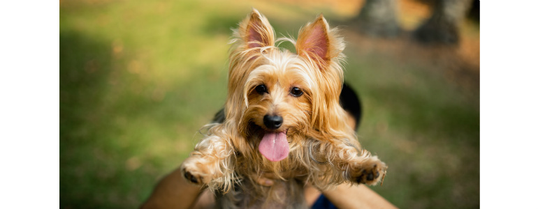 Why understanding your dog’s personality type matters