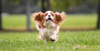 Puppy Recall Training