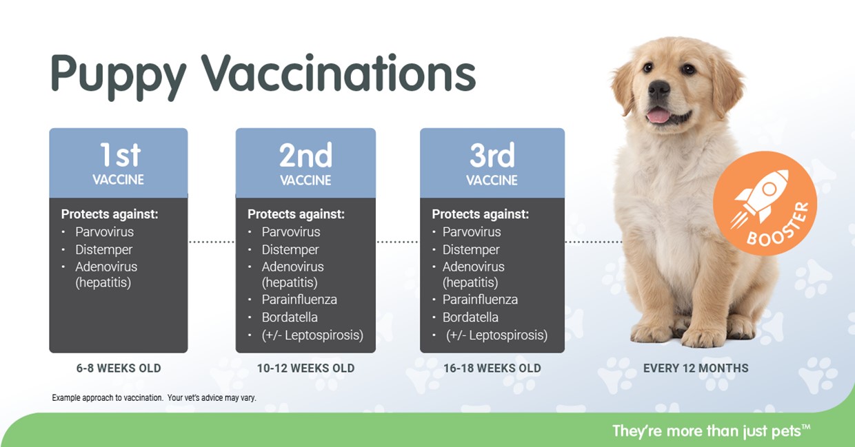 what age do puppies get shots