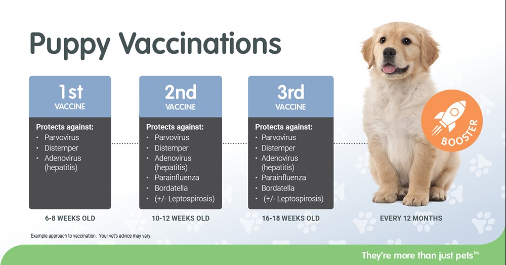 Puppy Vaccination Schedule - VitaPet