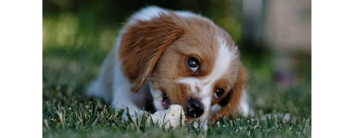Introducing Your New Puppy to Routine