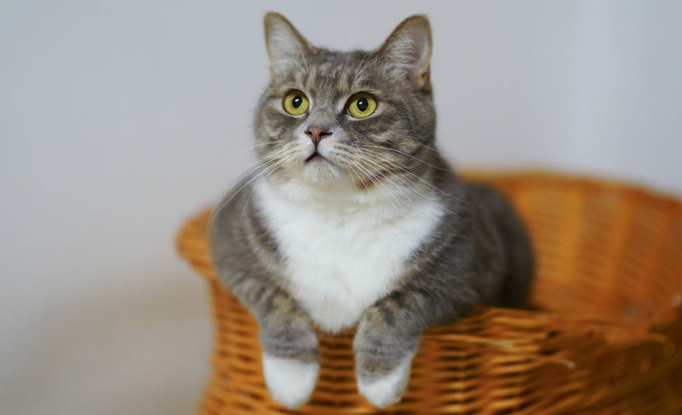 How To Train A Cat Vitapet