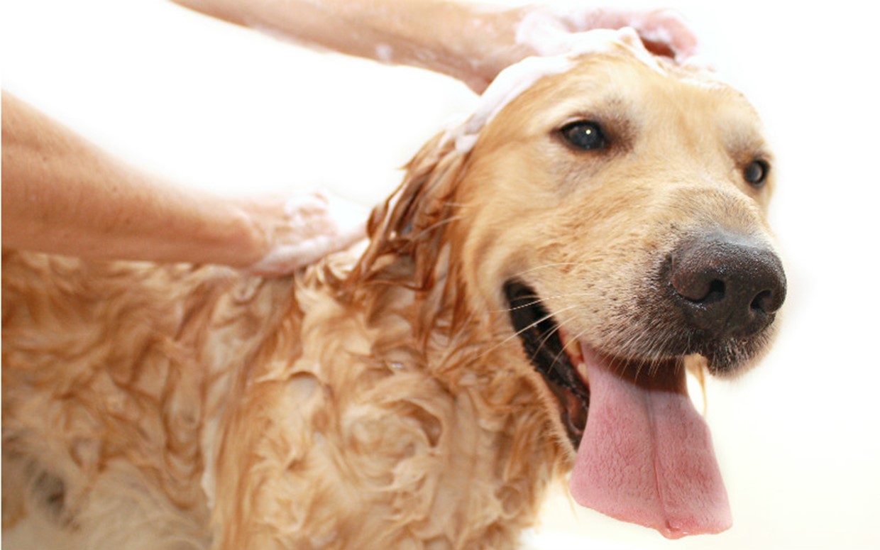 Keeping your Home Clean with a Messy Dog