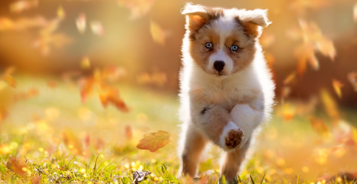 Puppy 3-6 Months - Physical Milestones