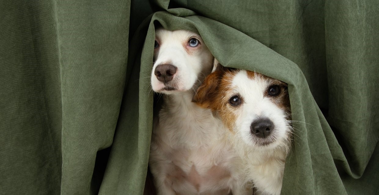 How to Help a Dog Scared of Thunder