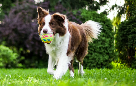 Why your dog responds best to reward training