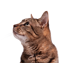Vitapet