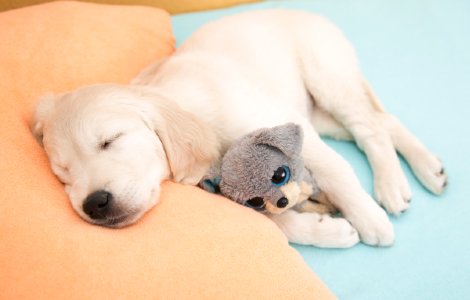 Puppy Sleep Training