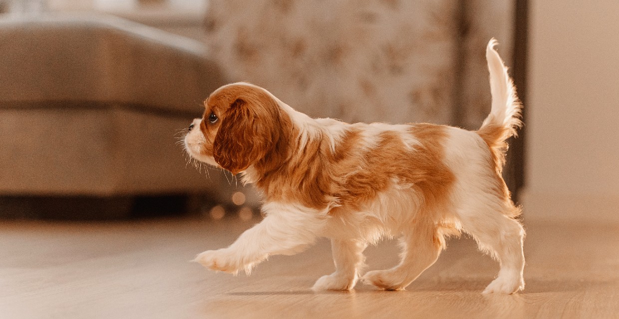 First Week with a New Puppy