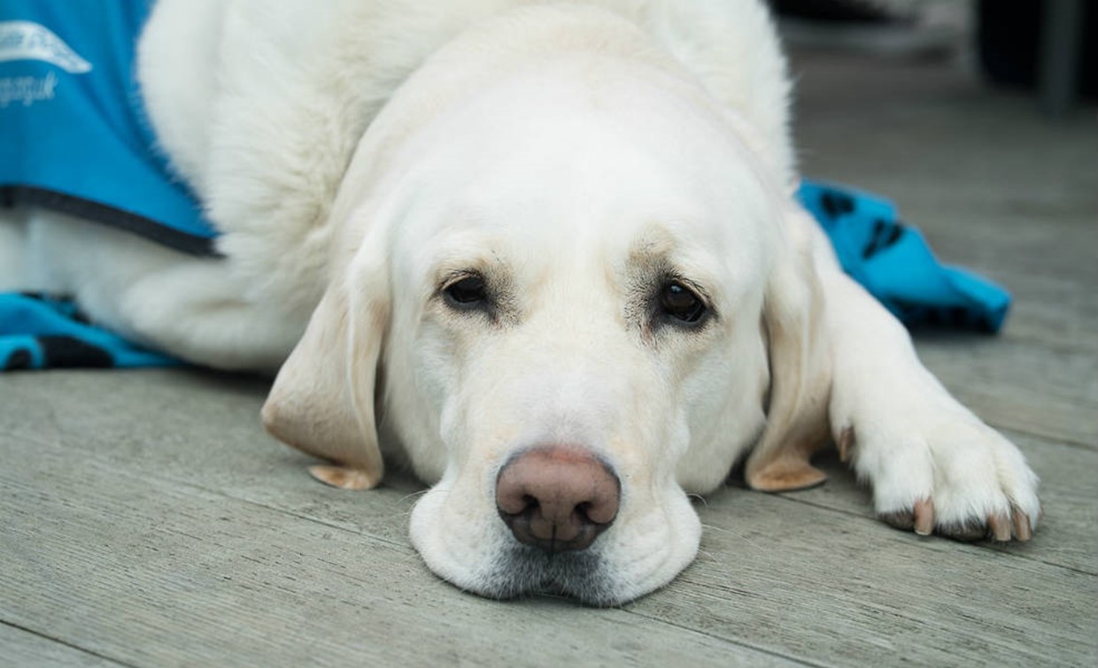 How to Give your Pet a Pill