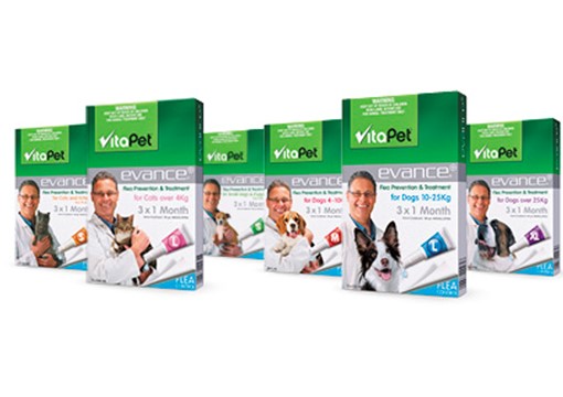 Puppy Fleas, Ticks and Worming