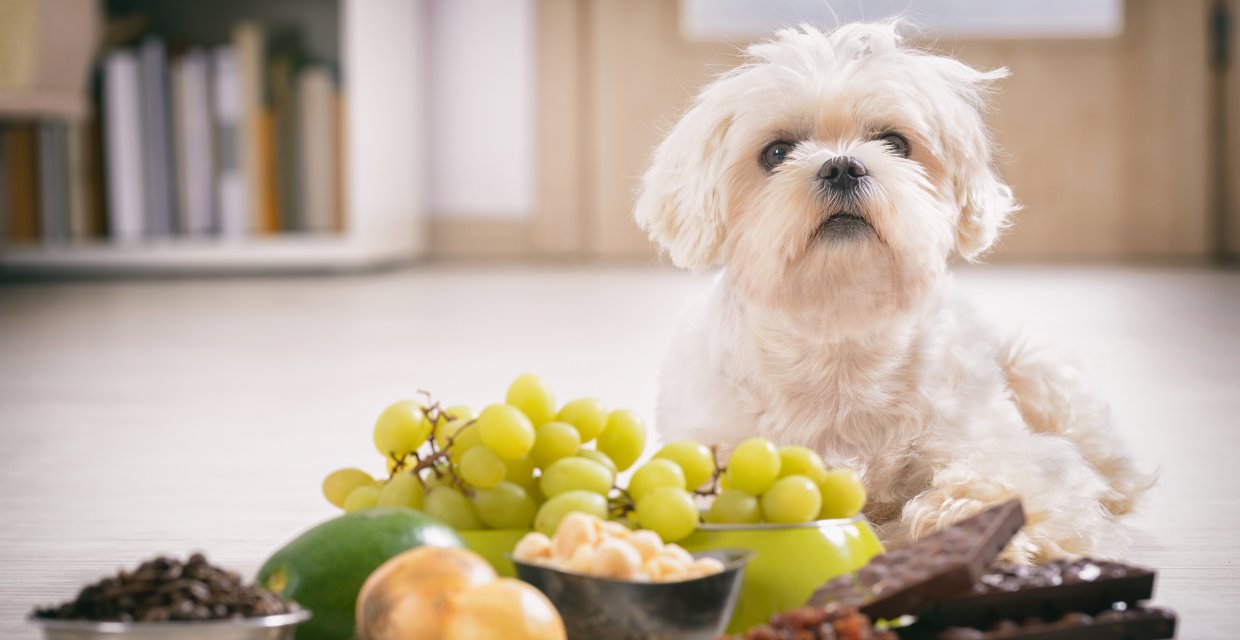 grapes kill dogs