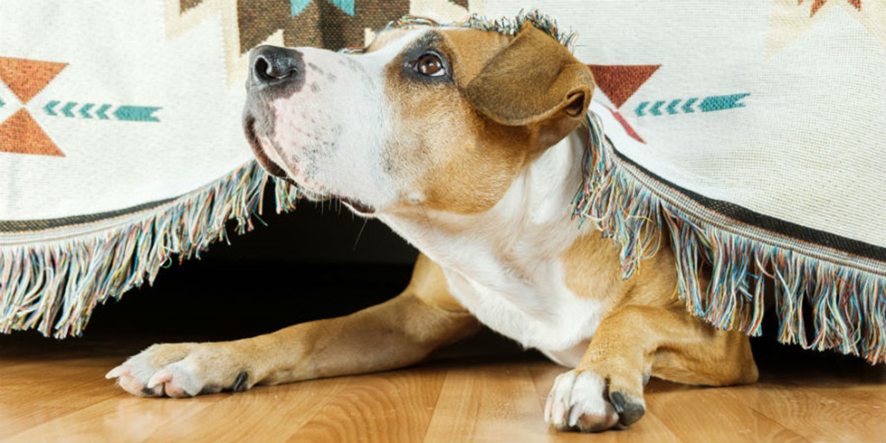 Separation Anxiety in Dogs