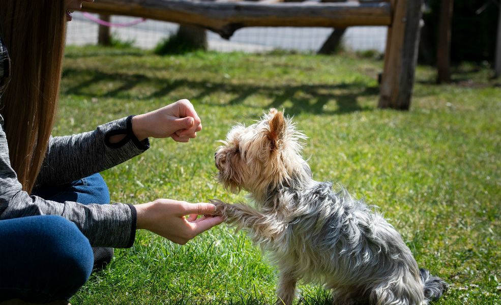 Tips and Tricks for Training your Best Friend