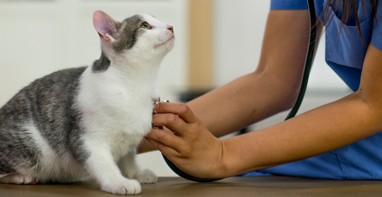 When should I Take my Cat to the Vet VitaPet