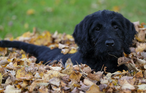 Anxiety About a New Puppy - You May Be Overthinking It