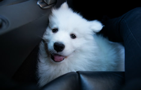 Bringing Home a New Puppy