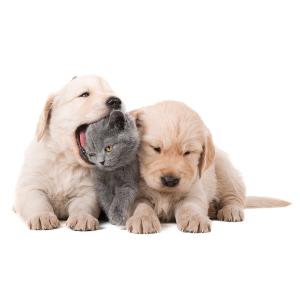 Popular Puppy and Kitten Names 2021