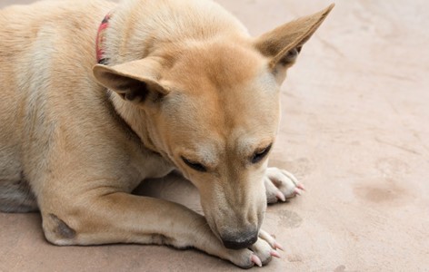 Why do Dogs Lick their Paws