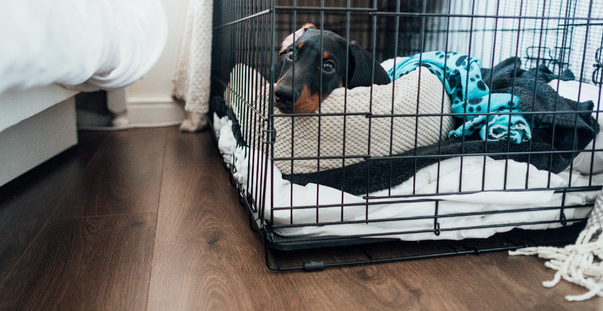 Preparing for a Puppy