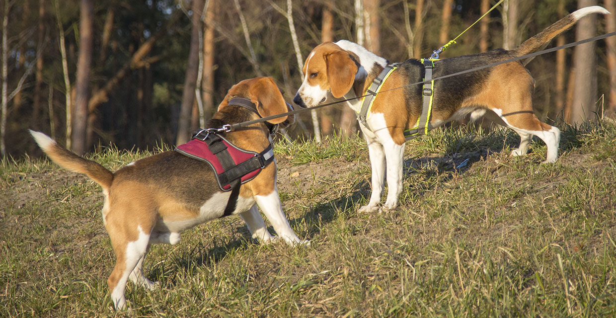 How to Socialise your Puppy