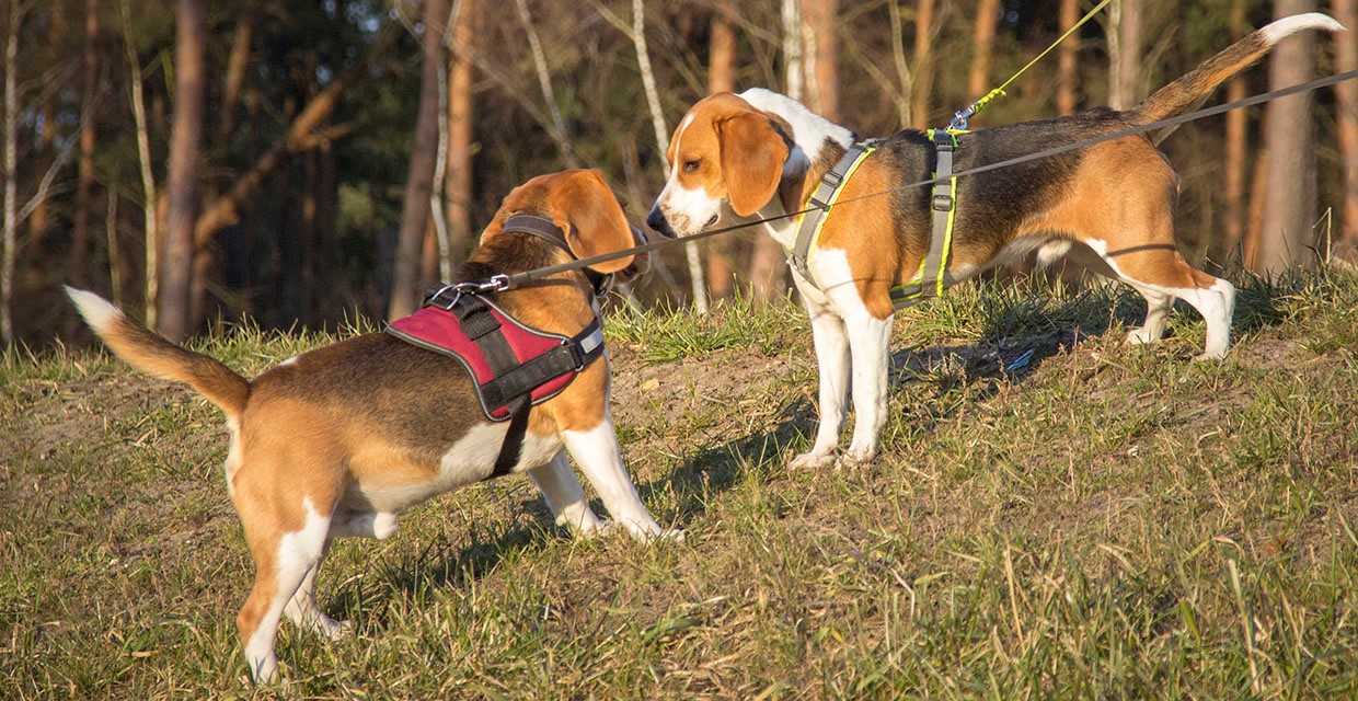 How to Socialise your Puppy