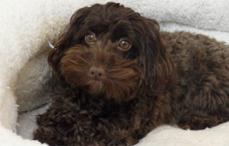 Let sleeping dogs (and cats) lie.