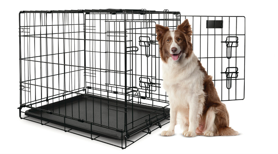 Crate Training a Dog