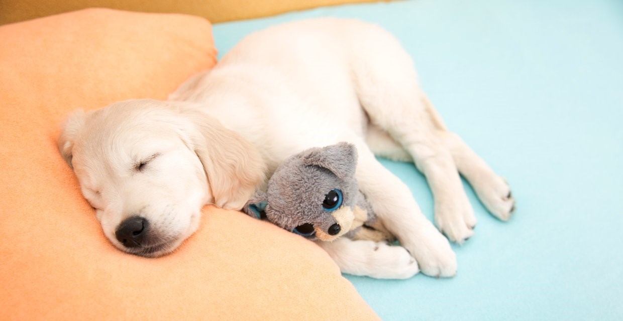 Puppy Sleep Training