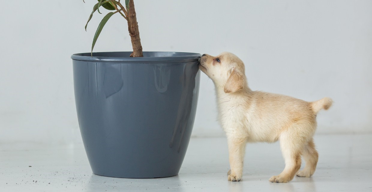 How to Puppy Proof your Home