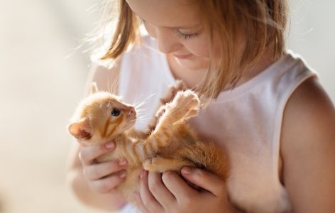 Tips for Bringing Home a New Kitten