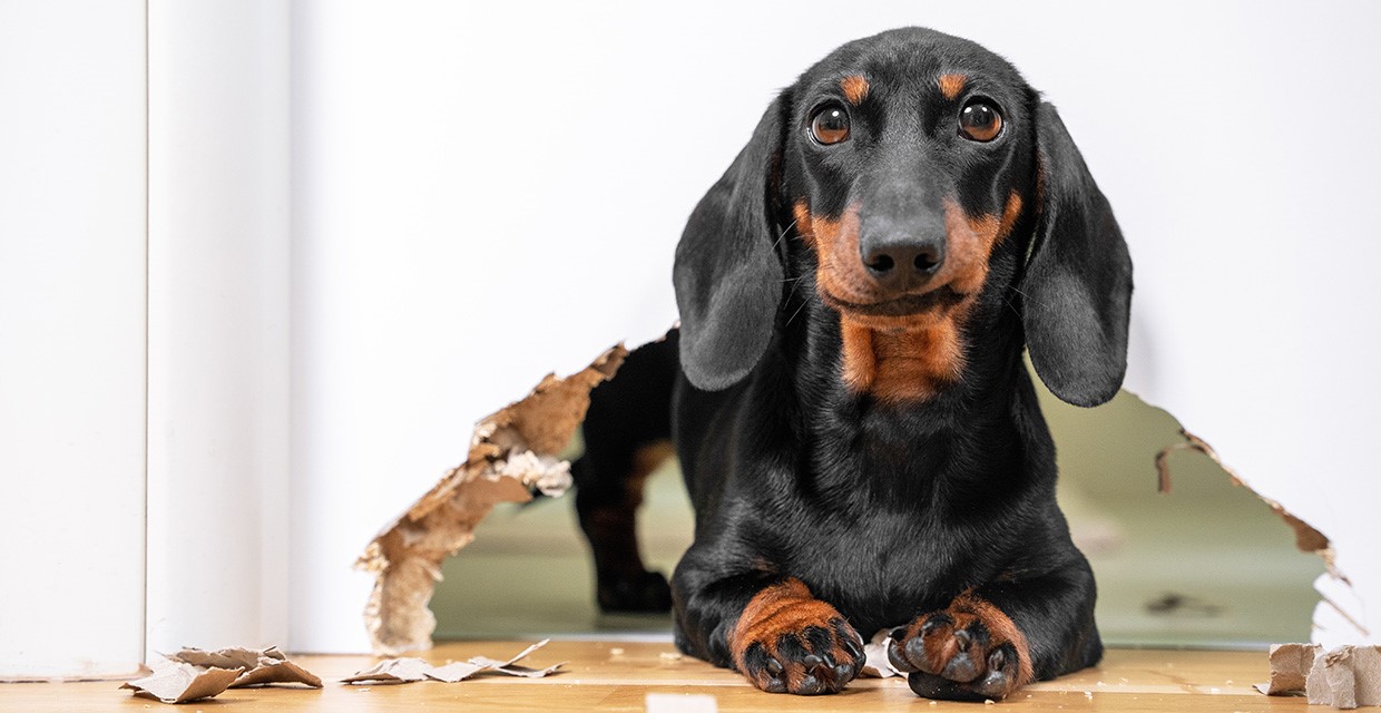 Why dogs scratch People & Things and How to Reduce Problem Scratching