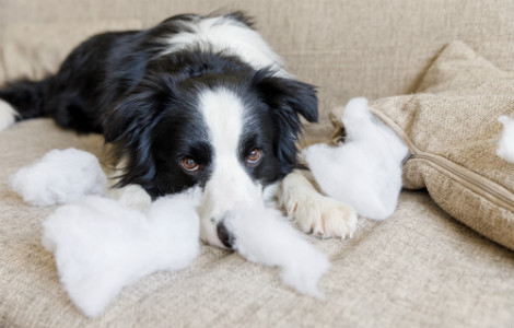 Puppy Separation Anxiety and How to Avoid It