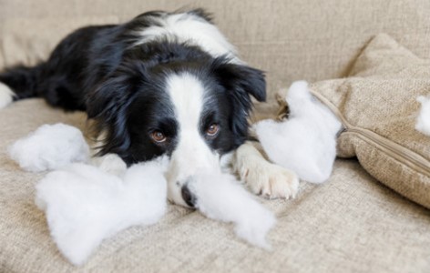 Puppy Separation Anxiety and How to Avoid It